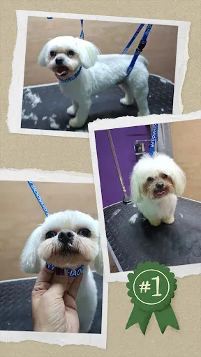 Salon Psiej Urody PUDELEK